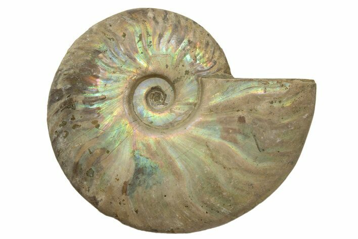 Silver Iridescent Ammonite (Cleoniceras) Fossil - Madagascar #317488